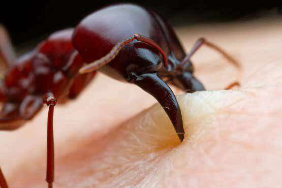 وحشی ترین مورچه دنیا